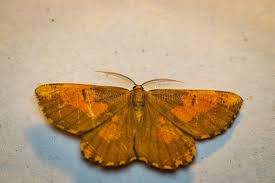 Attēlu rezultāti vaicājumam “Angerona prunaria”