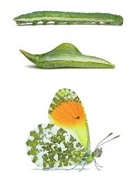 Attēlu rezultāti vaicājumam “Anthocharis cardamines”