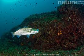 Image result for Dicentrarchus labrax