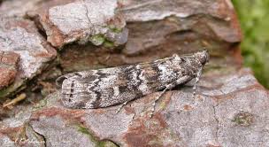 Attēlu rezultāti vaicājumam “Dioryctria abietella”