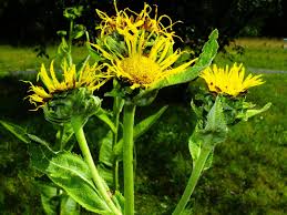 Attēlu rezultāti vaicājumam “Inula helenium flower”