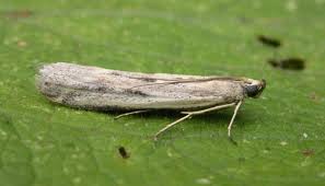 Attēlu rezultāti vaicājumam “Phycitodes binaevella”