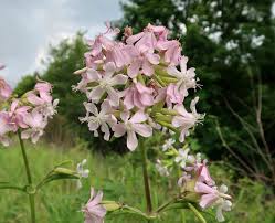 Attēlu rezultāti vaicājumam “Saponaria officinalis flower”