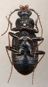 Attēlu rezultāti vaicājumam “Loricera pilicornis”