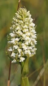 Attēlu rezultāti vaicājumam “Dactylorhiza ochroleuca flower”