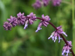 Image result for Salvia verticillata