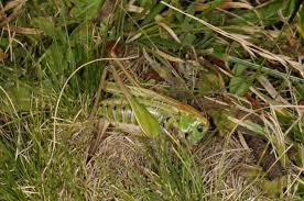 Attēlu rezultāti vaicājumam “Decticus verrucivorus nymph”