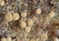 Attēlu rezultāti vaicājumam “Cribraria intricata spores”