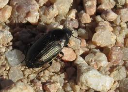 Attēlu rezultāti vaicājumam “Amara sp.”