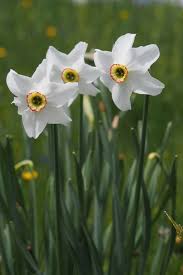 Attēlu rezultāti vaicājumam “Narcissus poeticus”