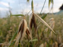 Attēlu rezultāti vaicājumam “Avena sativa”