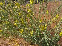 Attēlu rezultāti vaicājumam “Linaria loeselii”