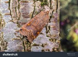 Attēlu rezultāti vaicājumam “Eupsilia transversa”