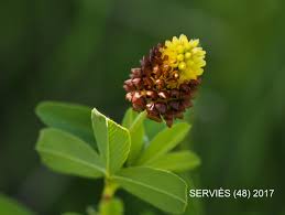 Attēlu rezultāti vaicājumam “Trifolium spadiceum flower”