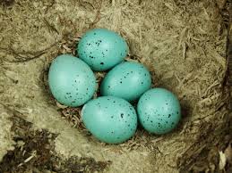 Attēlu rezultāti vaicājumam “Turdus philomelos nest”