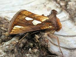 Attēlu rezultāti vaicājumam “Plusia festucae”