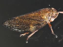 Attēlu rezultāti vaicājumam “Aphrophoridae”