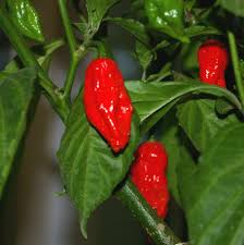 Afbeeldingsresultaat voor naga jolokia hot pepper