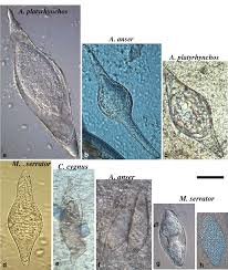 Attēlu rezultāti vaicājumam “Anas platyrhynchos eggs”