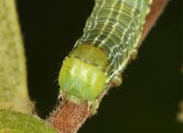 Attēlu rezultāti vaicājumam “Archiearis parthenias”