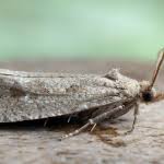 Attēlu rezultāti vaicājumam “Epiblema grandaevana”