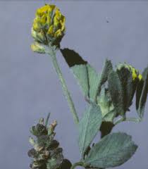 Attēlu rezultāti vaicājumam “Medicago lupulina bud”