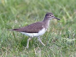 Attēlu rezultāti vaicājumam “Actitis hypoleucos adult”