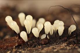 Attēlu rezultāti vaicājumam “Comatricha alta macro”