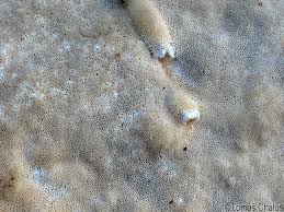 Attēlu rezultāti vaicājumam “Postia sericeomollis”