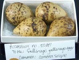 Attēlu rezultāti vaicājumam “Gallinago gallinago eggs”
