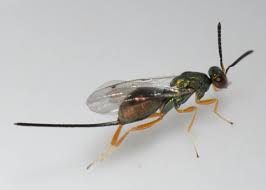 Attēlu rezultāti vaicājumam “Torymidae”