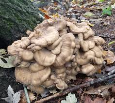 Attēlu rezultāti vaicājumam “Grifola frondosa”