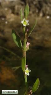 Attēlu rezultāti vaicājumam “Polygonum arenastrum flower”
