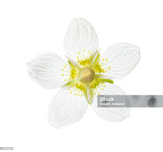 Attēlu rezultāti vaicājumam “Parnassia palustris flower”