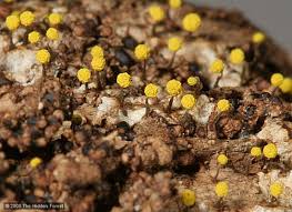 Attēlu rezultāti vaicājumam “Physarum murinum stalked”