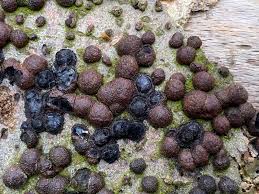 Attēlu rezultāti vaicājumam “Hypoxylon multiforme”