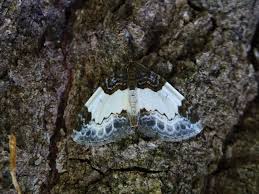 Attēlu rezultāti vaicājumam “Mesoleuca albicillata”