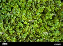 Attēlu rezultāti vaicājumam “Pellia epiphylla sporophyte”