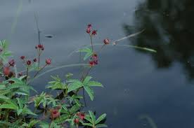Attēlu rezultāti vaicājumam “Comarum palustre flower”
