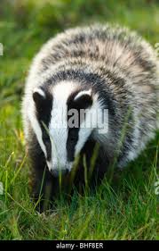 Attēlu rezultāti vaicājumam “Meles meles adult”