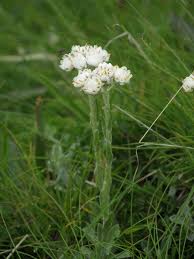Attēlu rezultāti vaicājumam “Antennaria dioica male flower”