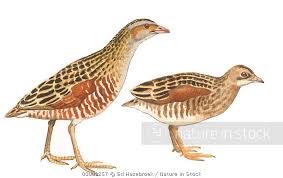 Image result for Crex crex