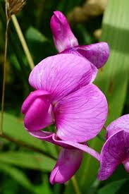 Attēlu rezultāti vaicājumam “Lathyrus latifolius”