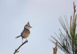 Attēlu rezultāti vaicājumam “Lophophanes cristatus adult”