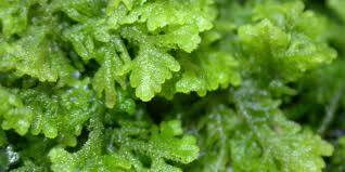 Attēlu rezultāti vaicājumam “Gymnostomum aeruginosum”