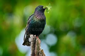 Attēlu rezultāti vaicājumam “Sturnus vulgaris nest”