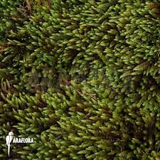 Attēlu rezultāti vaicājumam “Hypnum”