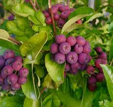 Attēlu rezultāti vaicājumam “x Sorbaronia fallax”