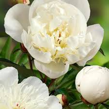 Attēlu rezultāti vaicājumam “Paeonia lactiflora”