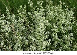 Attēlu rezultāti vaicājumam “Galium album flower”